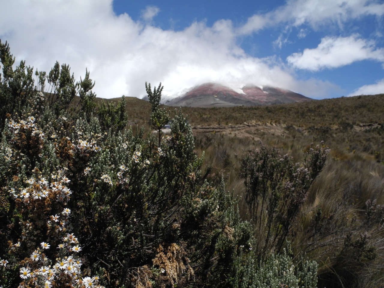 Diplostephium ericoides at Cotopaxi, Ecuador