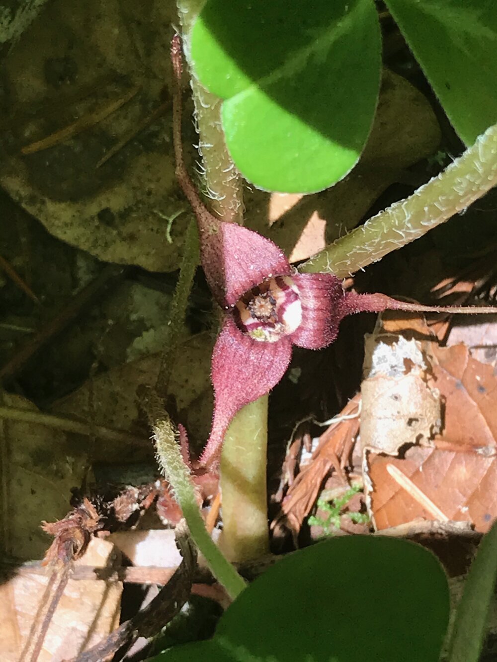 Aristolochiaceae_Asarum_caudatum_IMG_6941.jpg