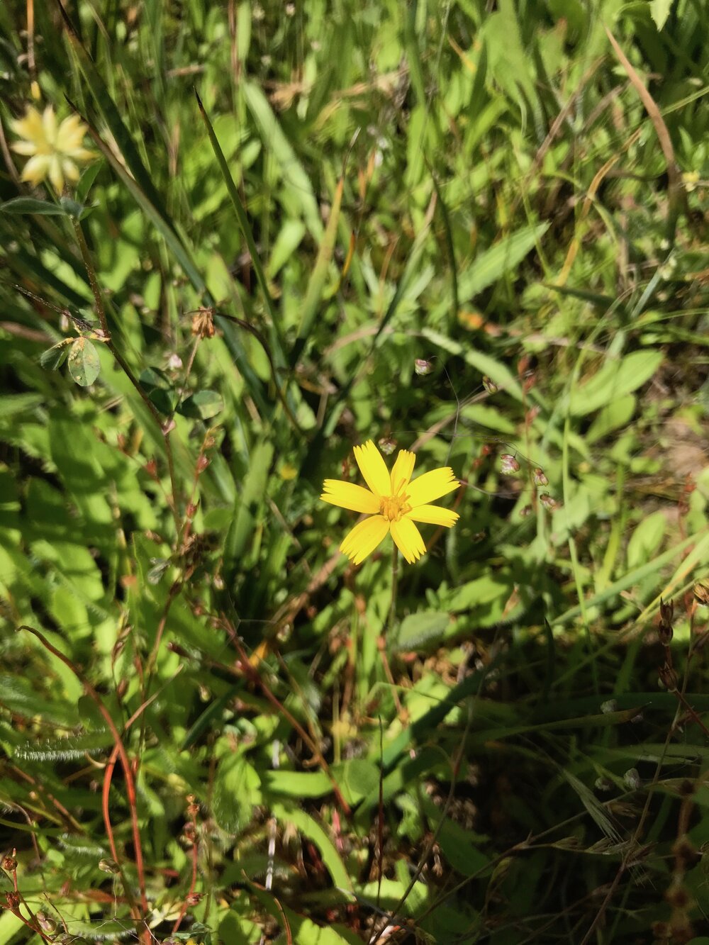 Asteraceae_Hypochaeris_radicata_IMG_6849.jpg