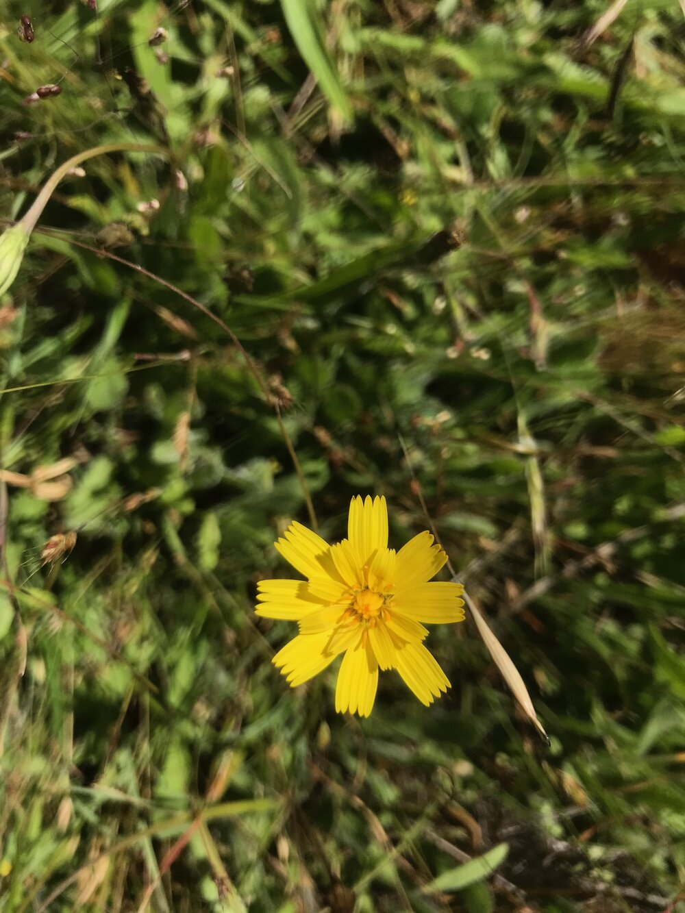 Asteraceae_Hypochaeris_radicata_IMG_6869.jpg