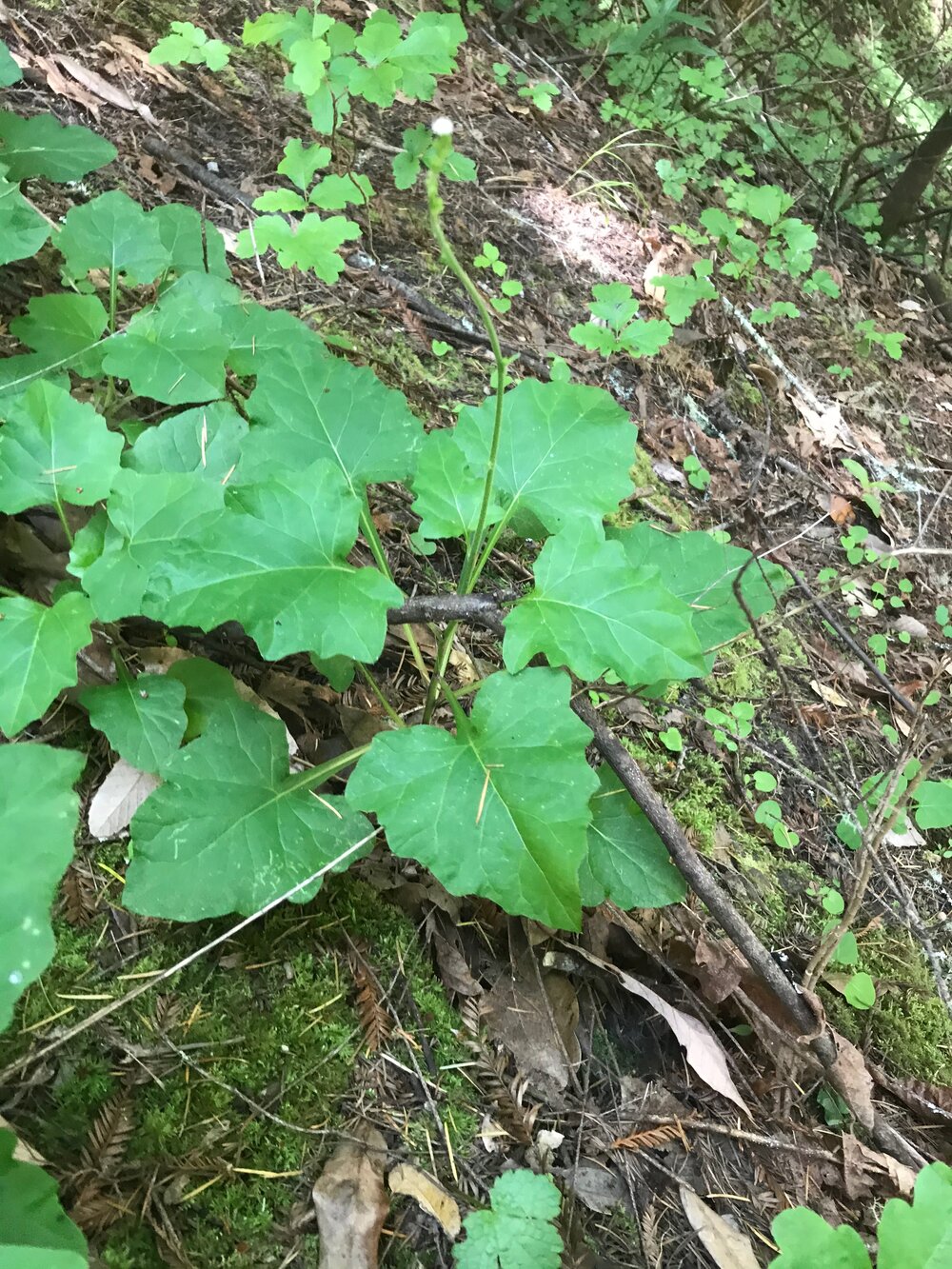 Asteraceae_Adenocaulon_bicolor_IMG_6914.jpg