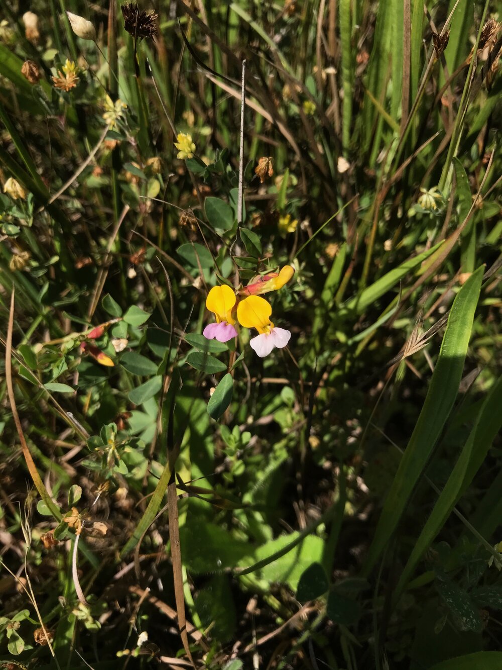 Fabaceae_Hosackia_gracilis_IMG_6830.jpg