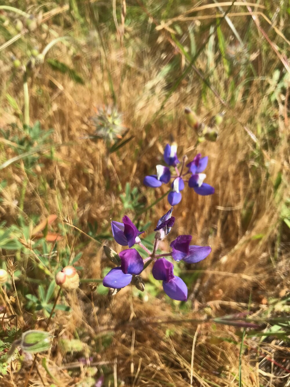 Fabaceae_lupinus_nanus_IMG_6819.jpg