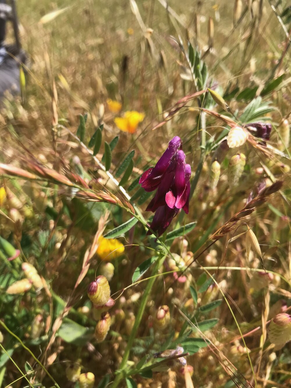 Fabaceae_Vicia_benghalensis_IMG_6857.jpg