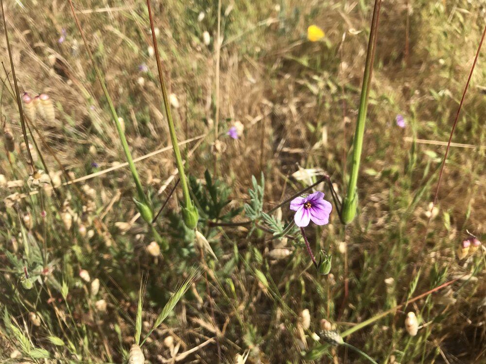 Geraniaceae_Erodium_botrys_IMG_6802.jpg