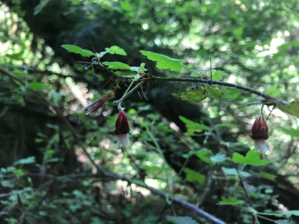 Grossulariaceae_Ribes_menzieszii_IMG_6923.jpg