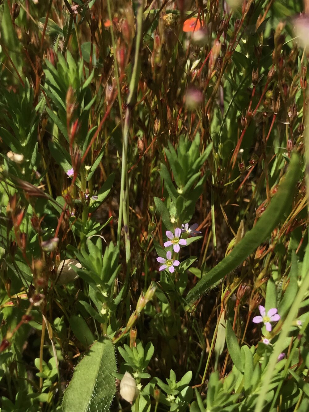 Lythraceae_Lythrum_hyssopifilia_IMG_6854.jpg