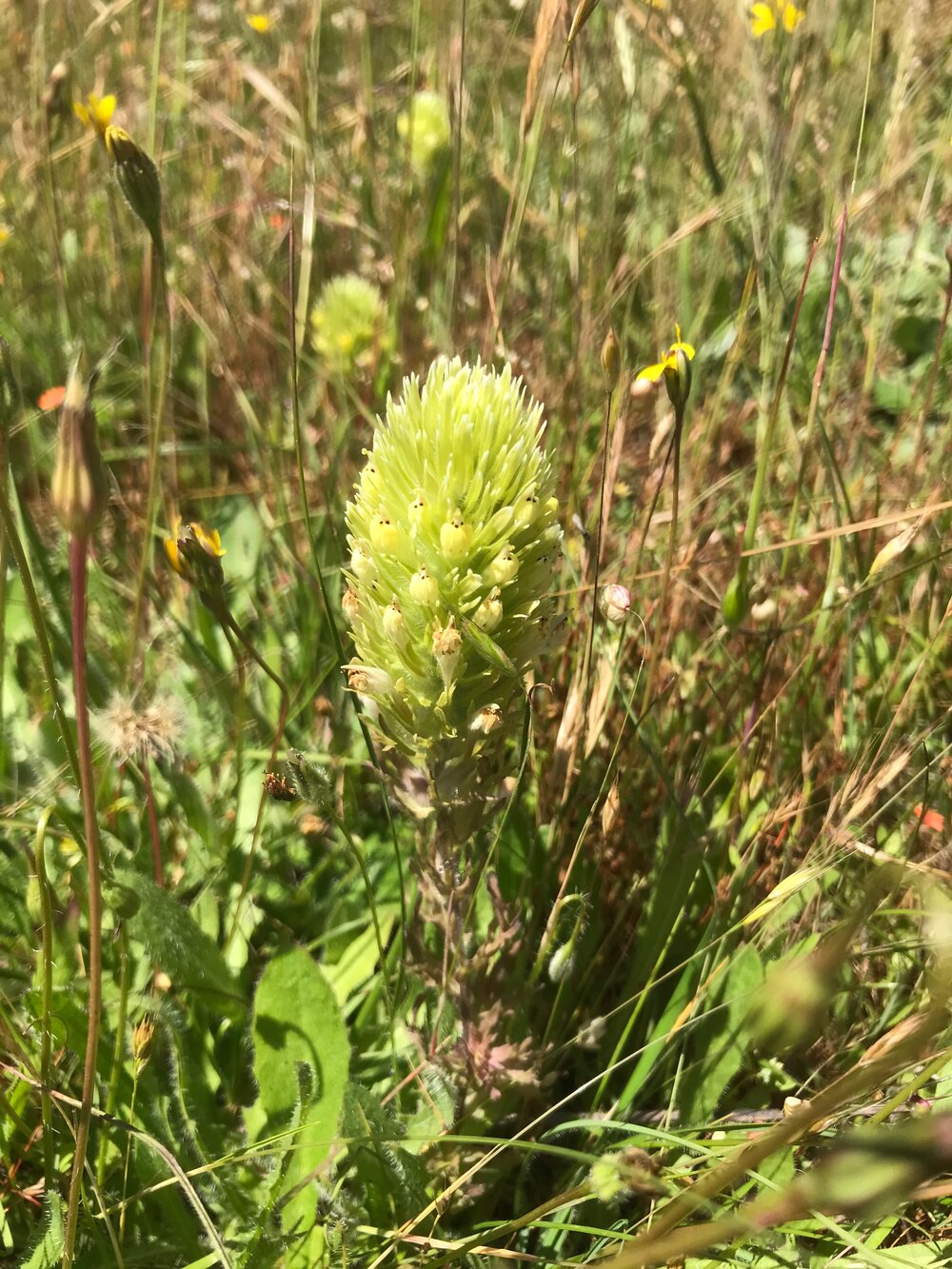 Orobanchaceae_Castilleja_ambigua_IMG_6865.jpg