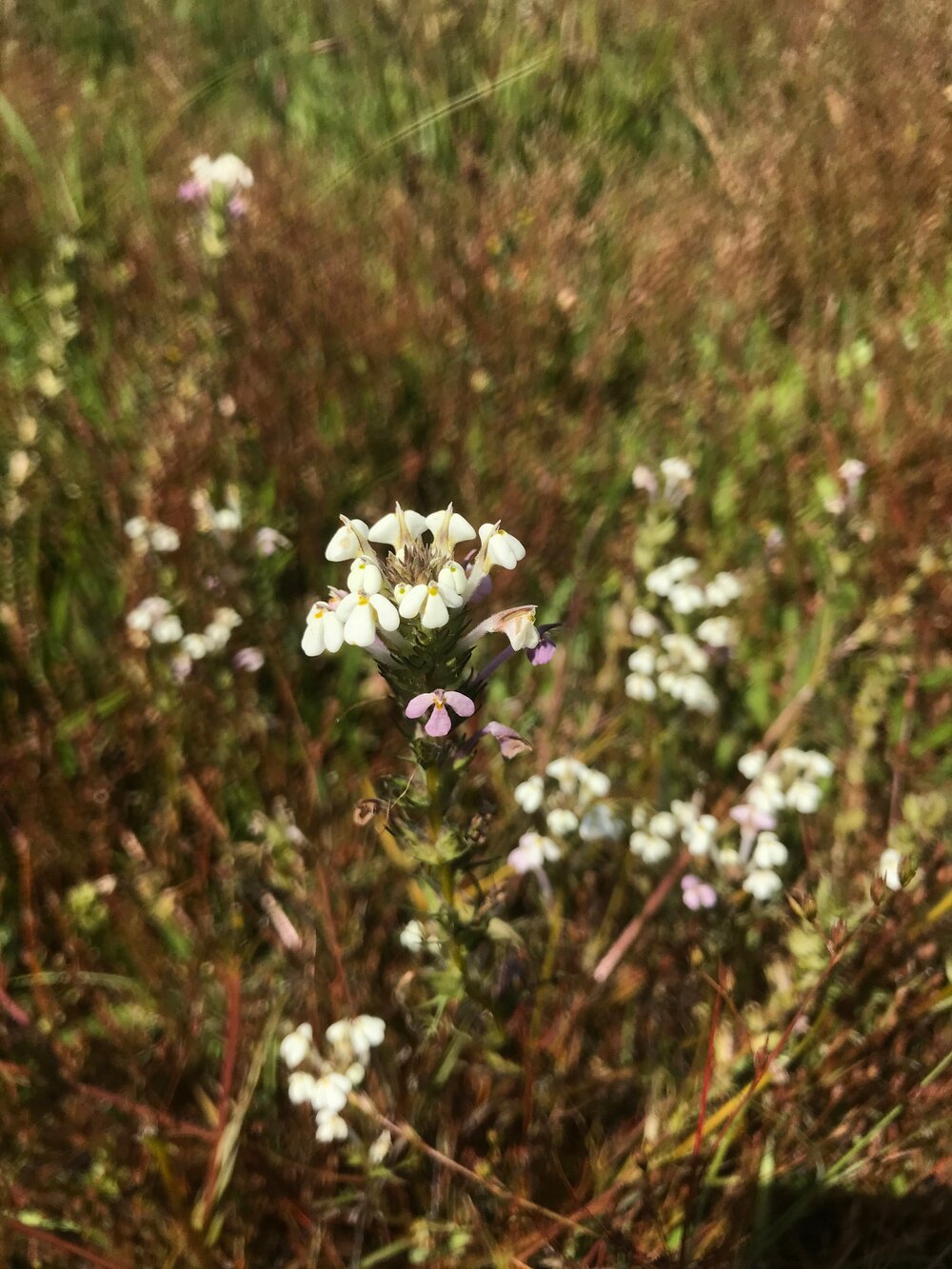 Orobanchaceae_Thriphysaria_versicolor_IMG_6845.jpg