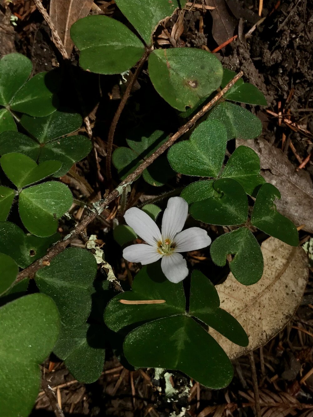 Oxalidaceae_Oxalis_oregana_IMG_6953.jpg