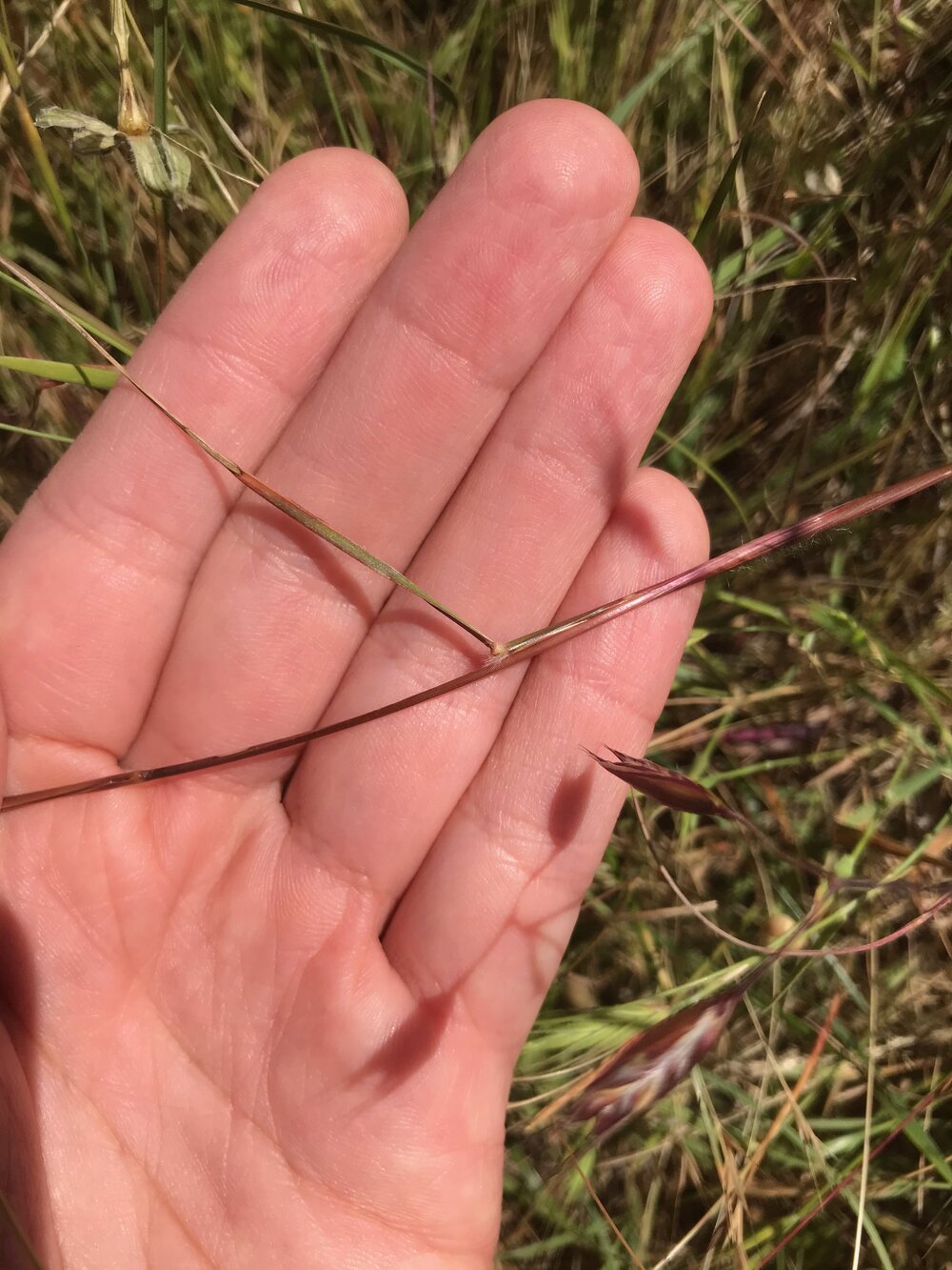 Poaceae_Danthonia_californica_IMG_6811.jpg