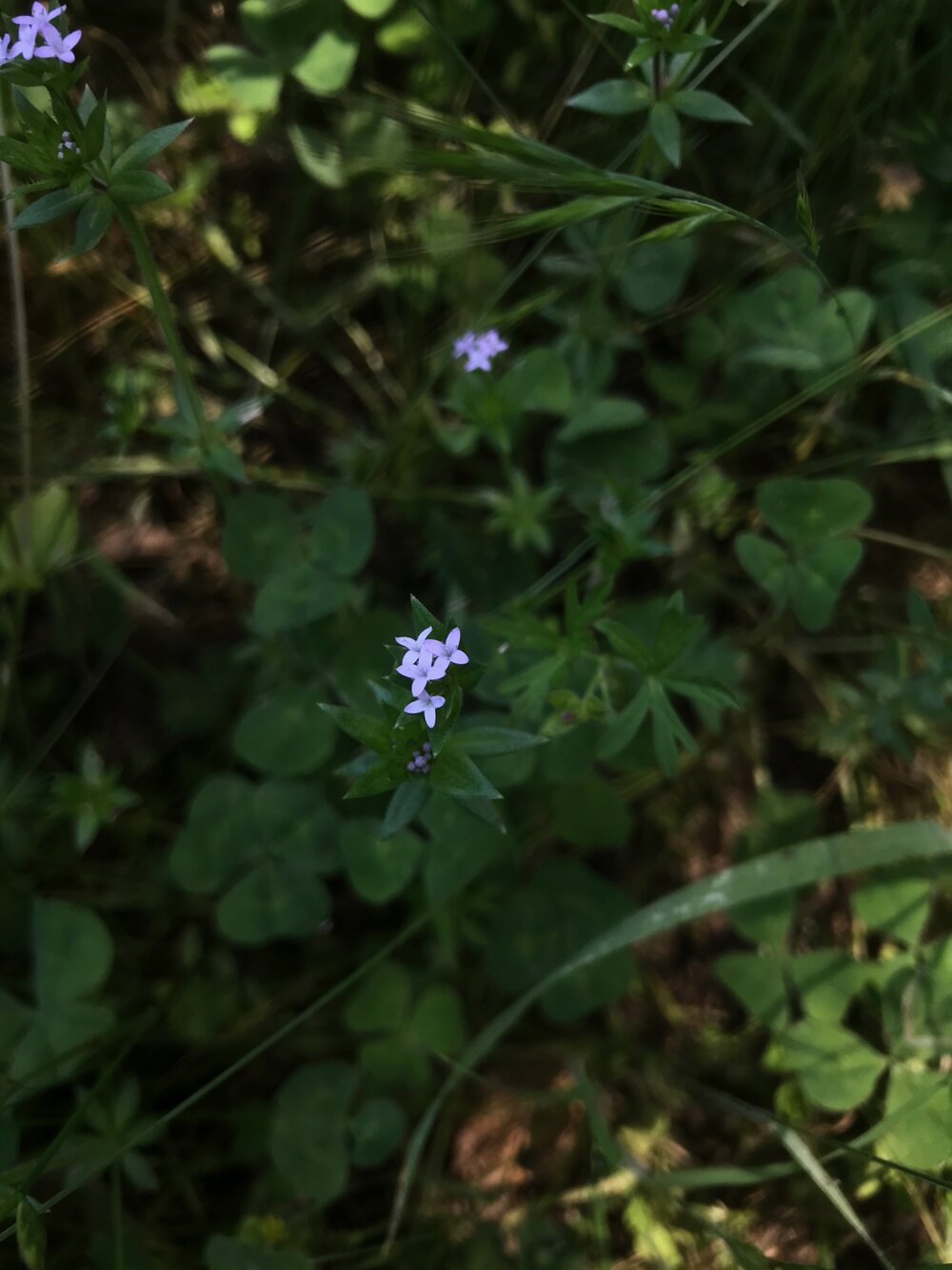 Rubiaceae_sherardia_arvensis_IMG_6955.jpg