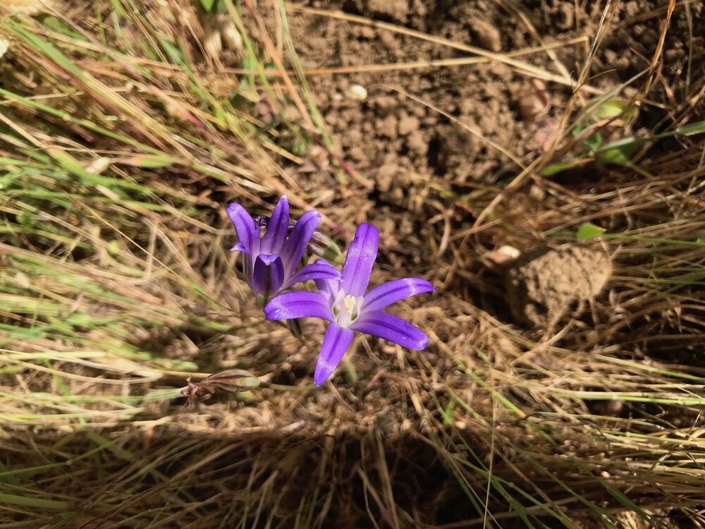 Themidaceae_Brodiaea_elegans_IMG_6798.jpg