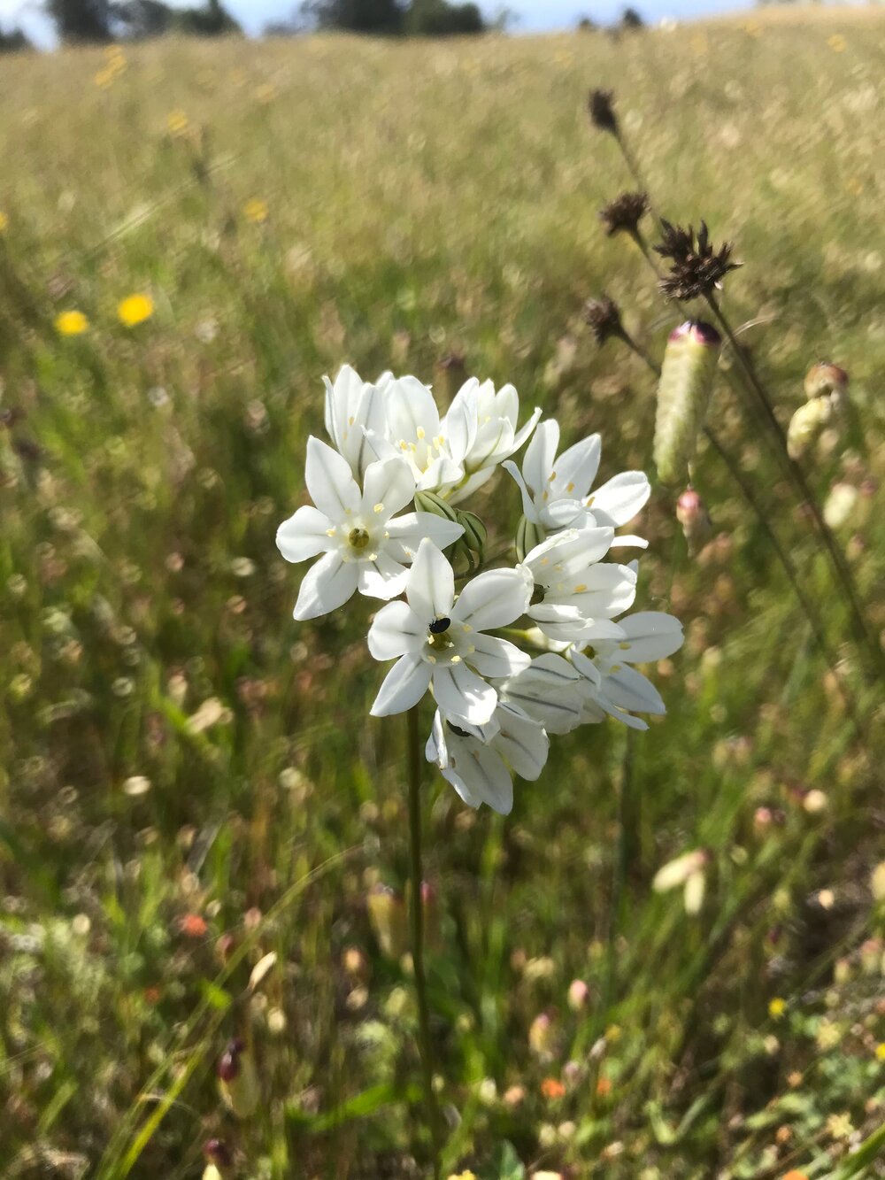 Themidaceae_Triteleia_hyacinthine_IMG_6827.jpg