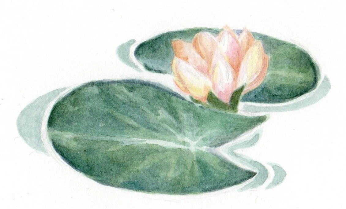 3rd night lilly.jpeg