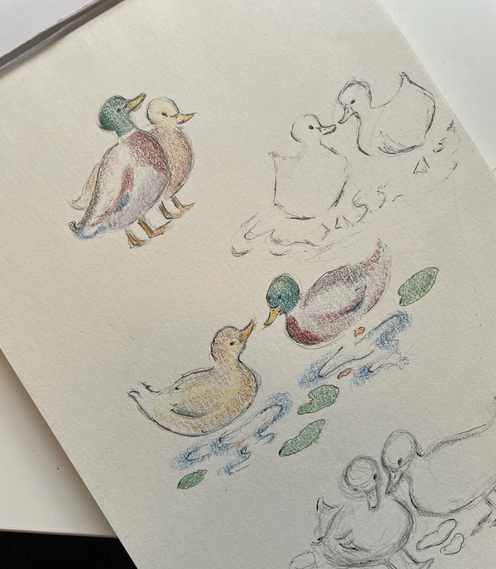 Ellapointe duck sketches 2.jpeg