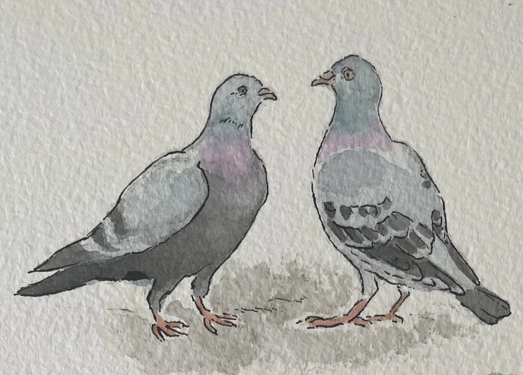 Ellapointe Pigeons.jpg