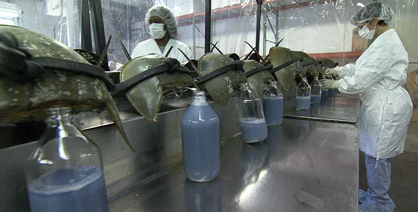 FDA and Biomimicry