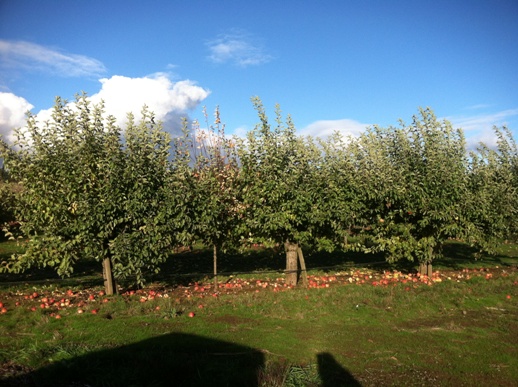 Orchard Grove