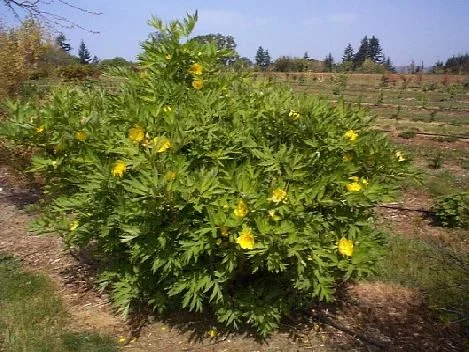 Paeonia lutea var ludlowii
