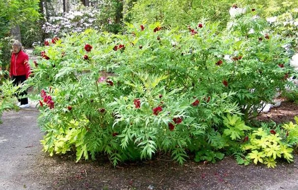 Paeonia delavayi