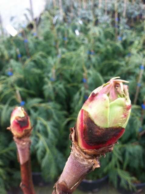 Tree Peony buds swelling
