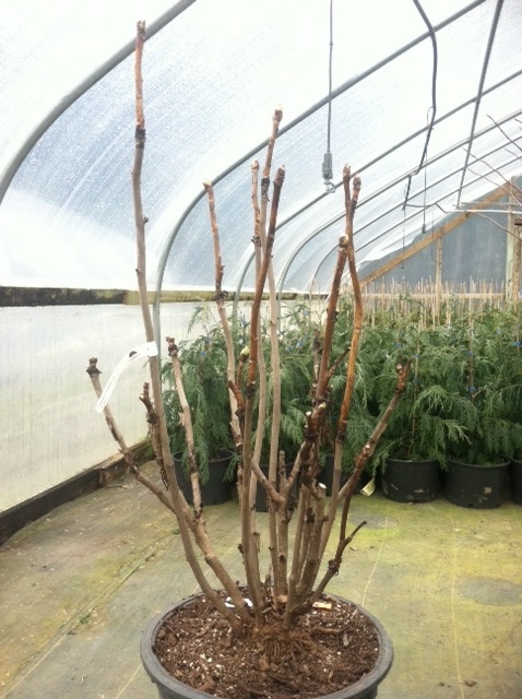 Paeonia l. var. ludlowii ready to ship