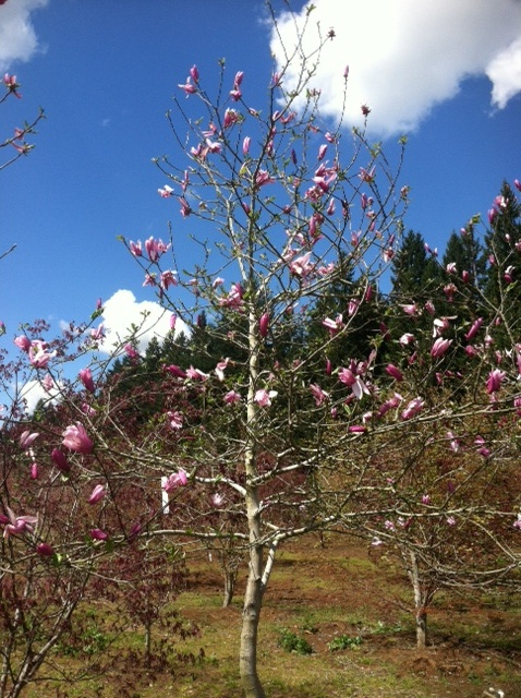 Magnolia x 'Randy' Jr. Specimen