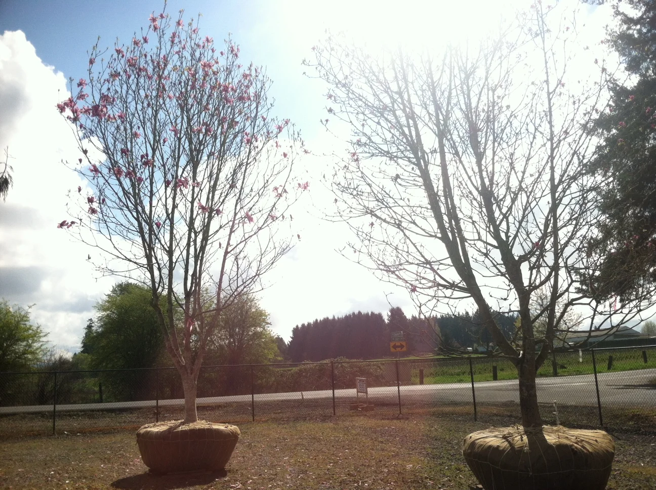 2 specimen Magnolias