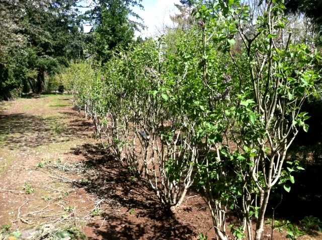 Syringa v. 'Katherine Havemeyer'  row
