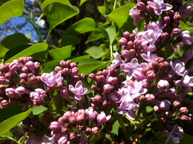 Katherine Havemeyer buds & flowers