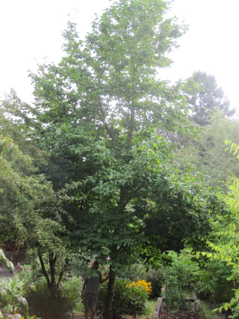 Magnolia 'Elizabeth' specimen, summer