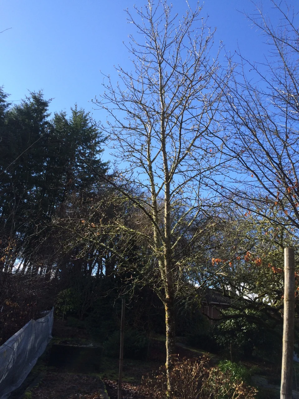 Magnolia 'Elizabeth' specimen, winter