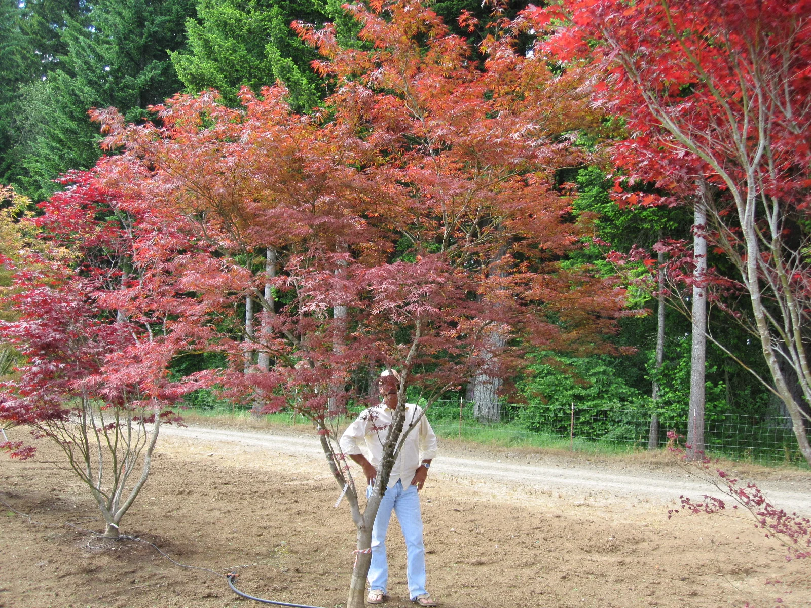 Acer palmatum 'Beni ubi gohon' specimen