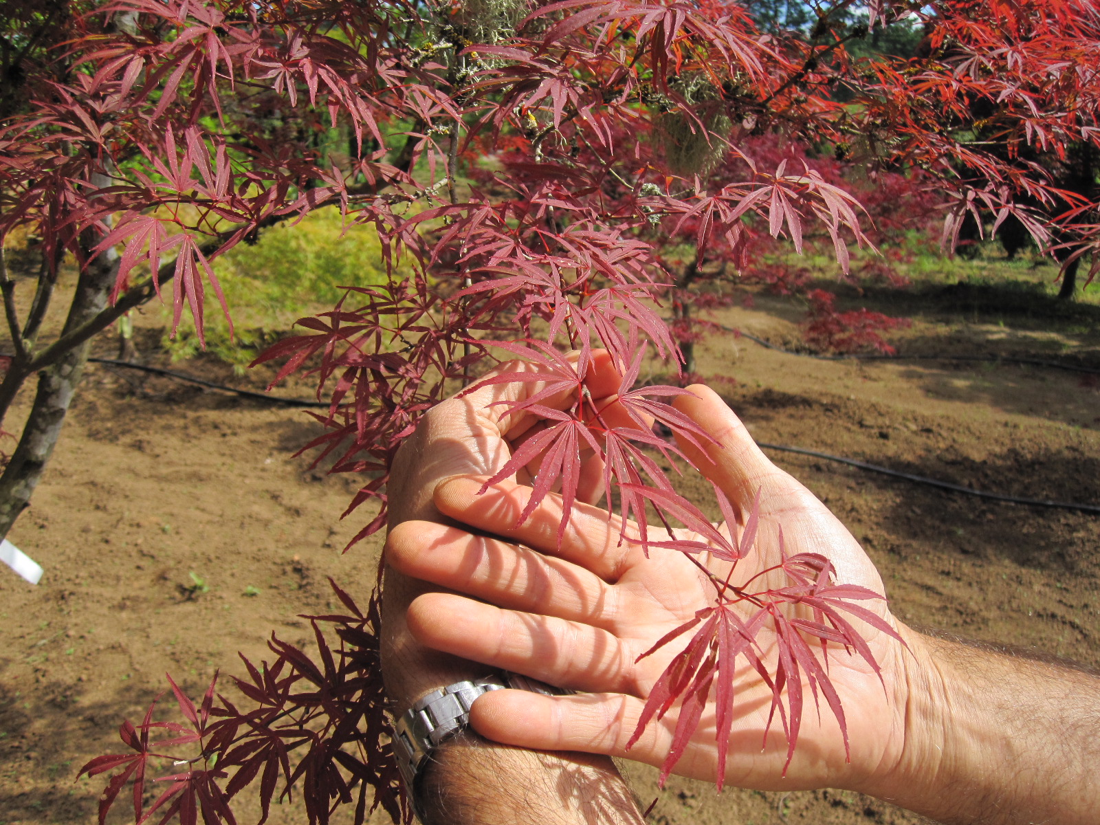 Acer p . 'Beni ubi gohon' leaf detail, summer