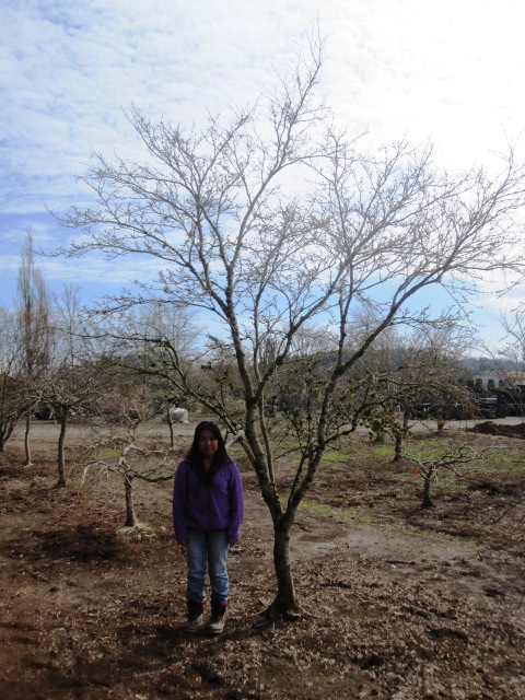 Acer p. 'Beni ubi gohon' specimen, winter