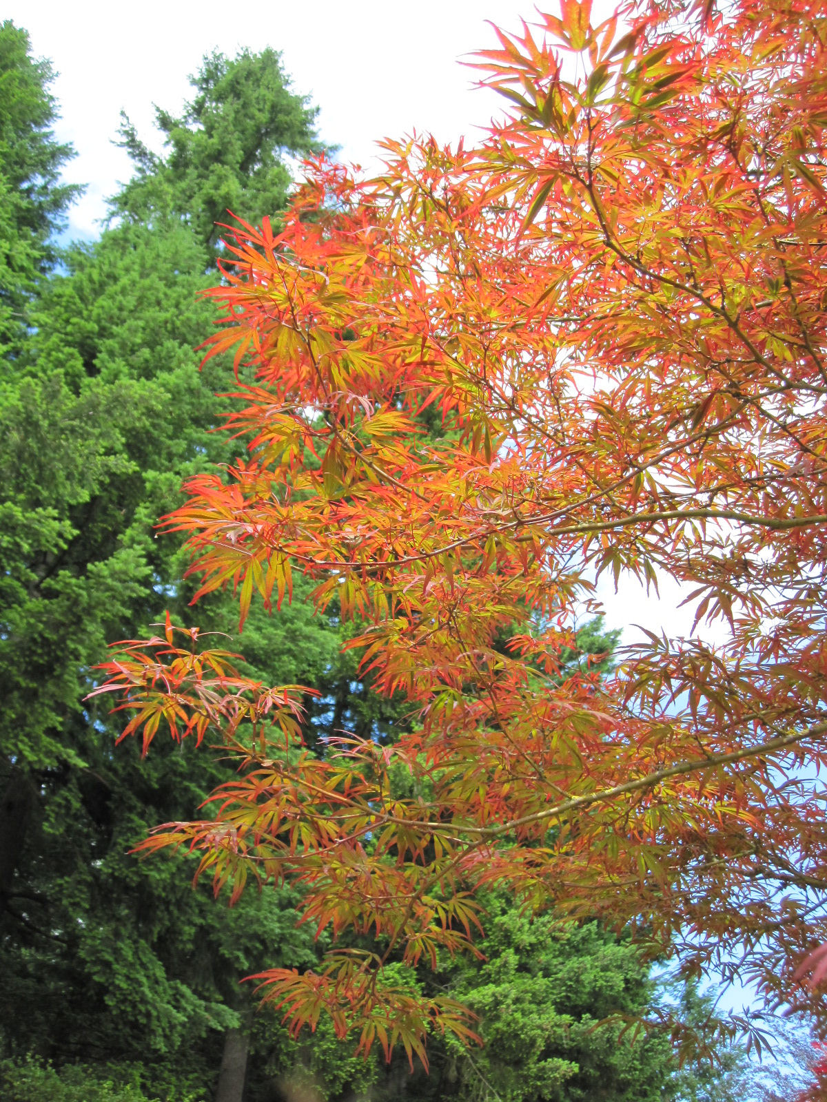 Acer p . 'Beni ubi gohon' specimen, spring leaf color