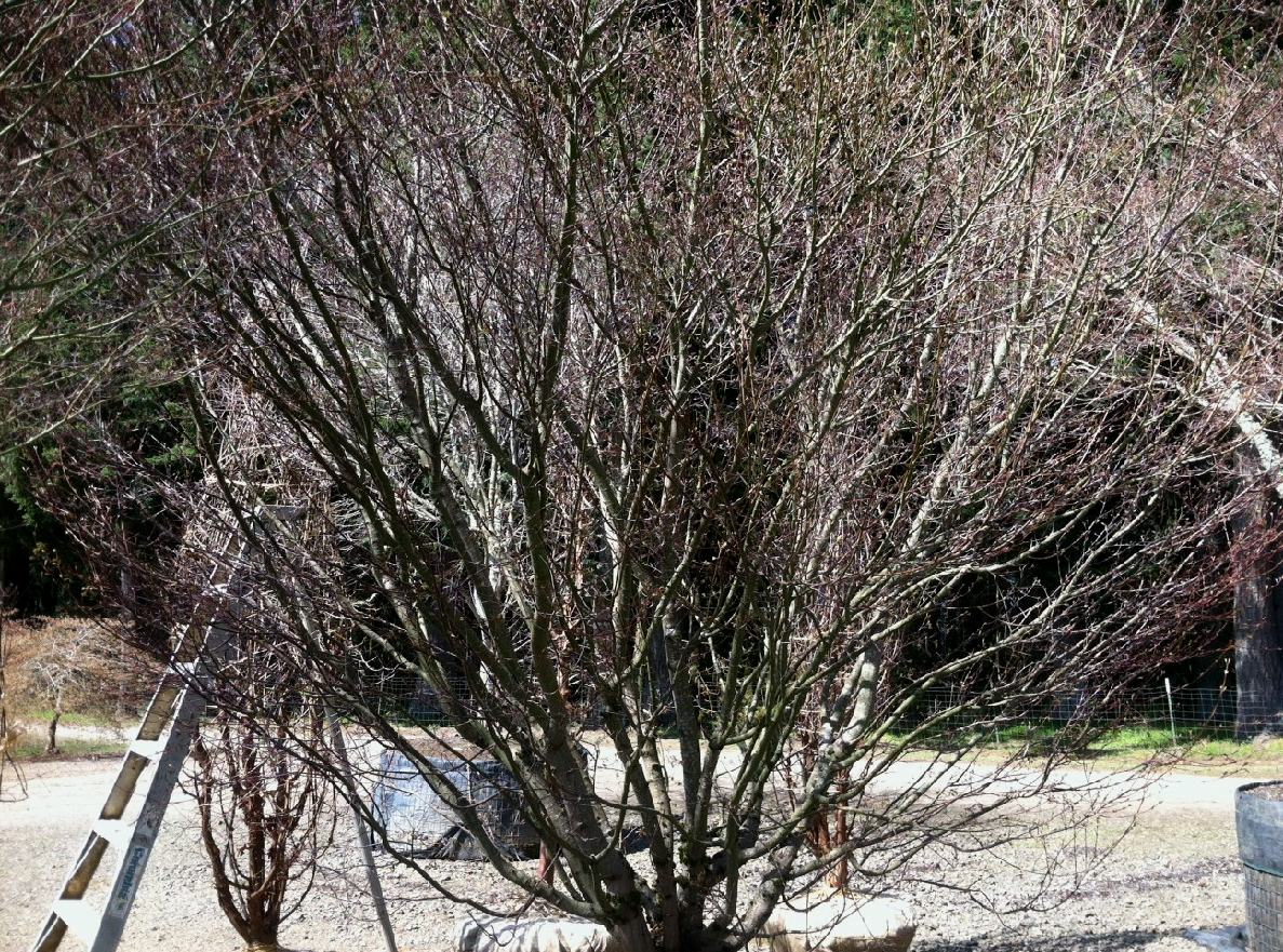 Acer palmatum , multi Specimen B