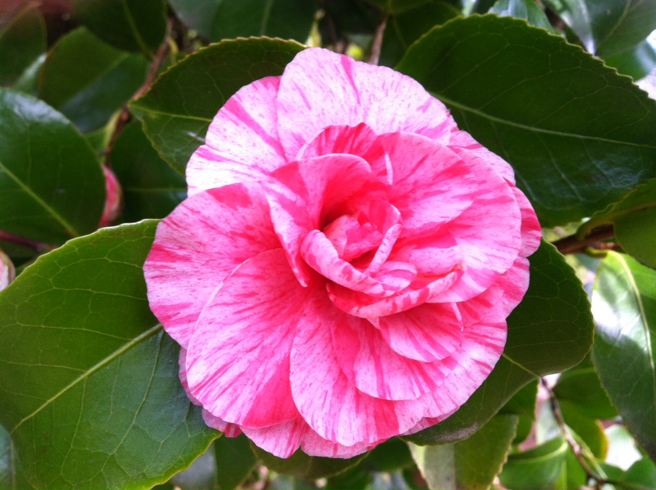Camellia jap. Unknown Pink/White stripe