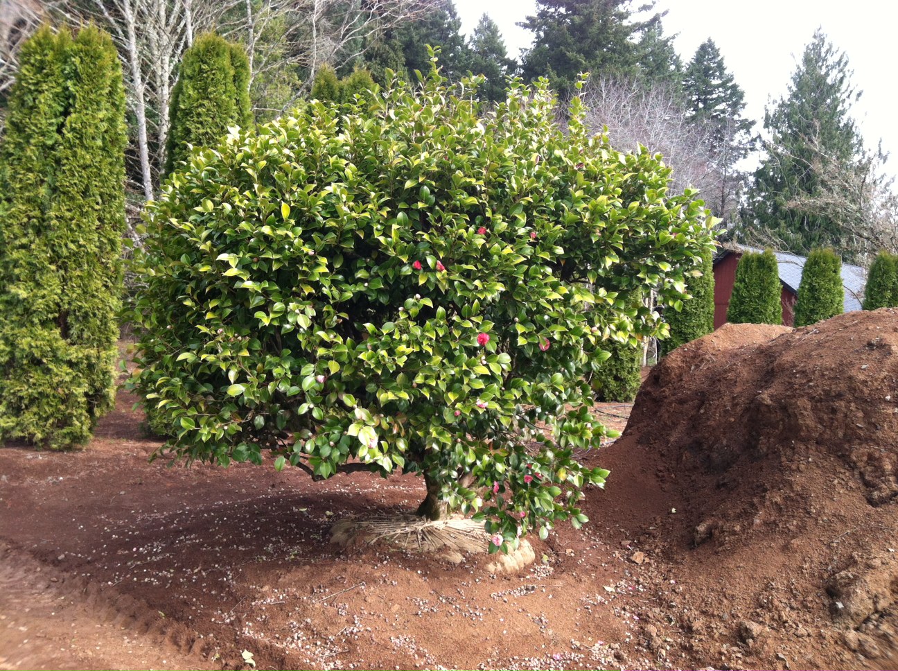 Camellia jap. Unknown Pink/White stripe Specimen on March 15, 2014