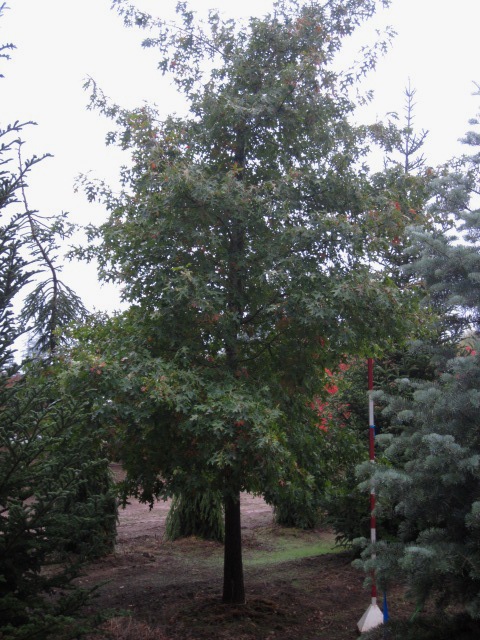 Quercus coccinea unique specimens