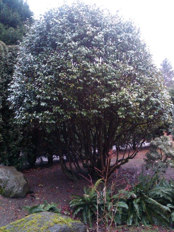 Camellia jap. Unknown red specimen