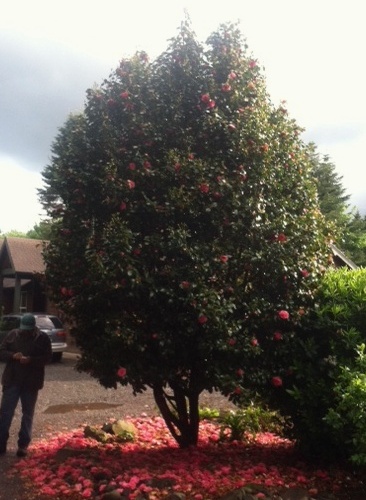 Camellia jap . Unknown pink specimen, alt view
