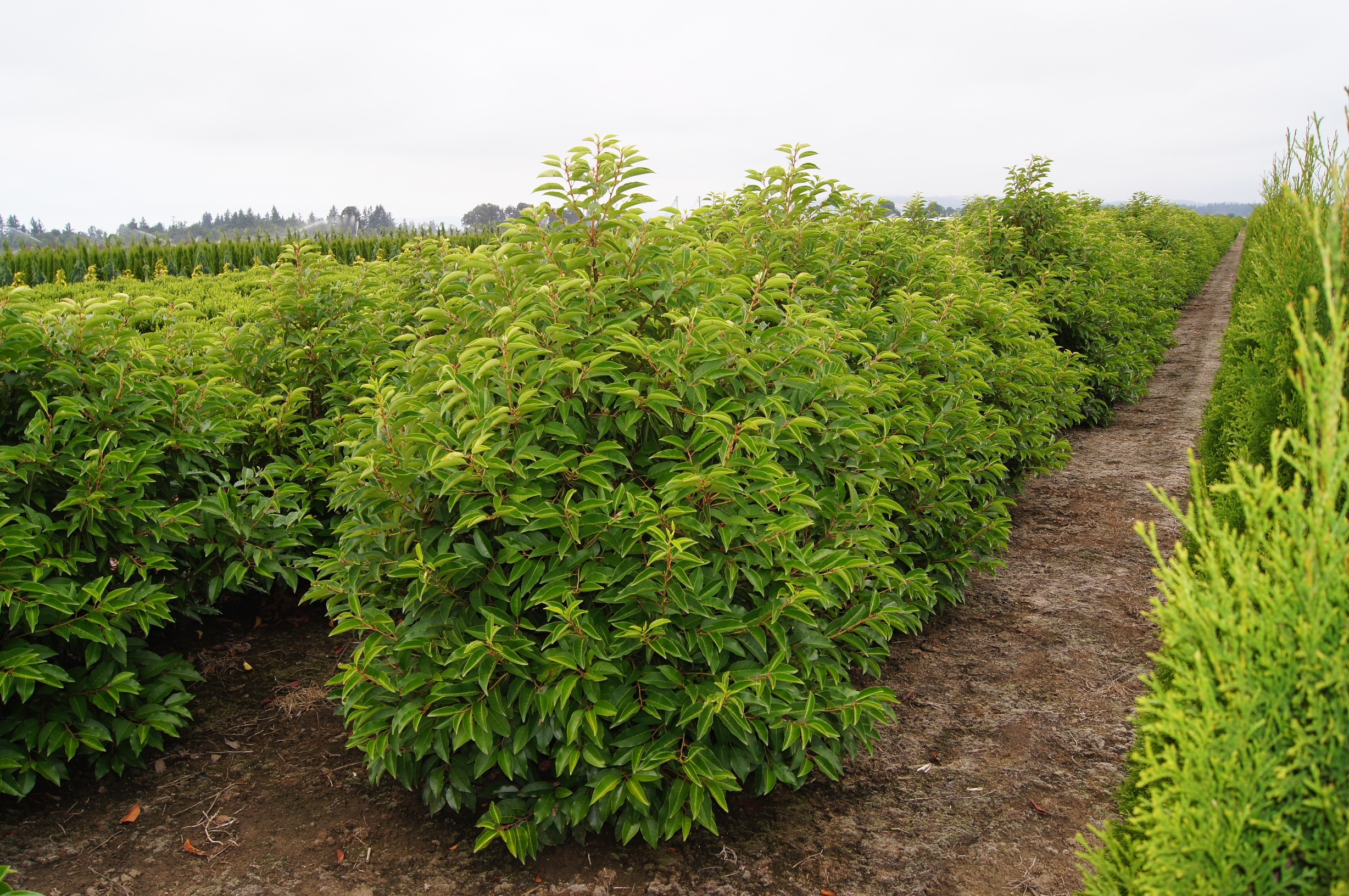Prunus lusitanica 5/6', rows