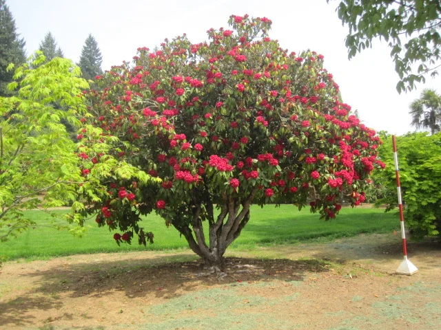 Rhododendron specimen (? 'Lord Roberts' ?)