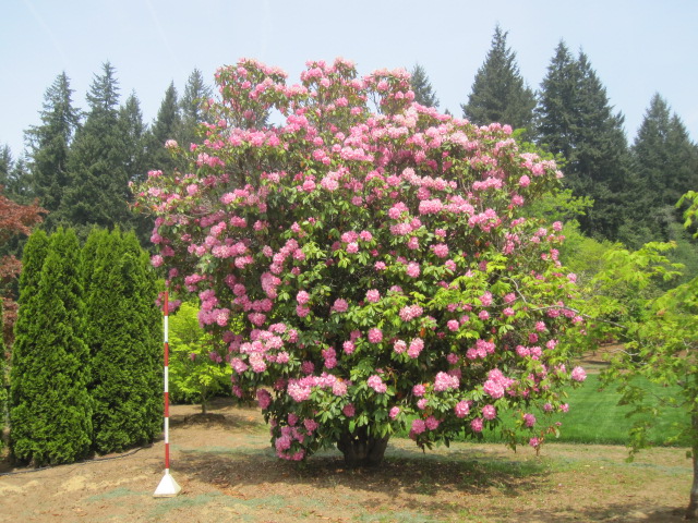 Rhodendron, specimen (? 'Alice' ?)