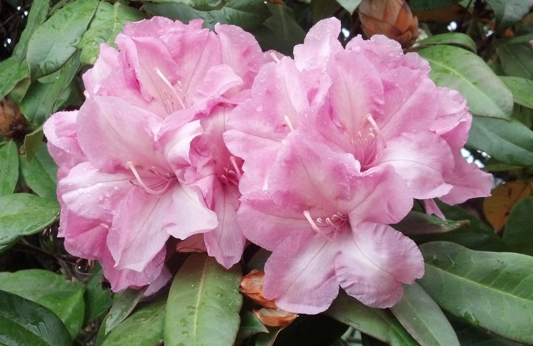 Rhododendron, specimen Flower Detail (? 'Alice' ?)