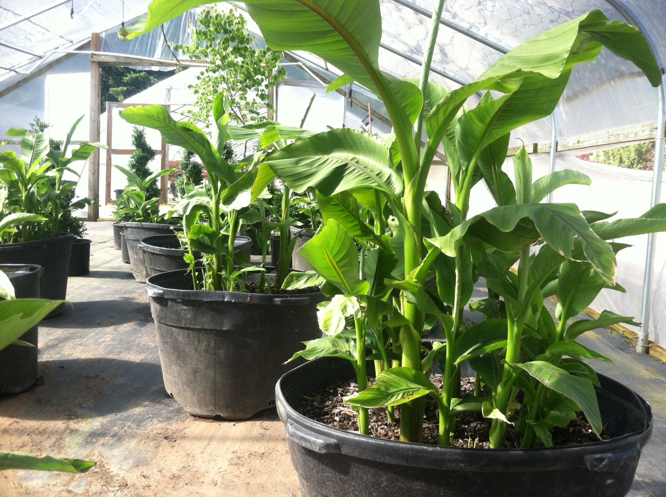 Bananas in greenhouse
