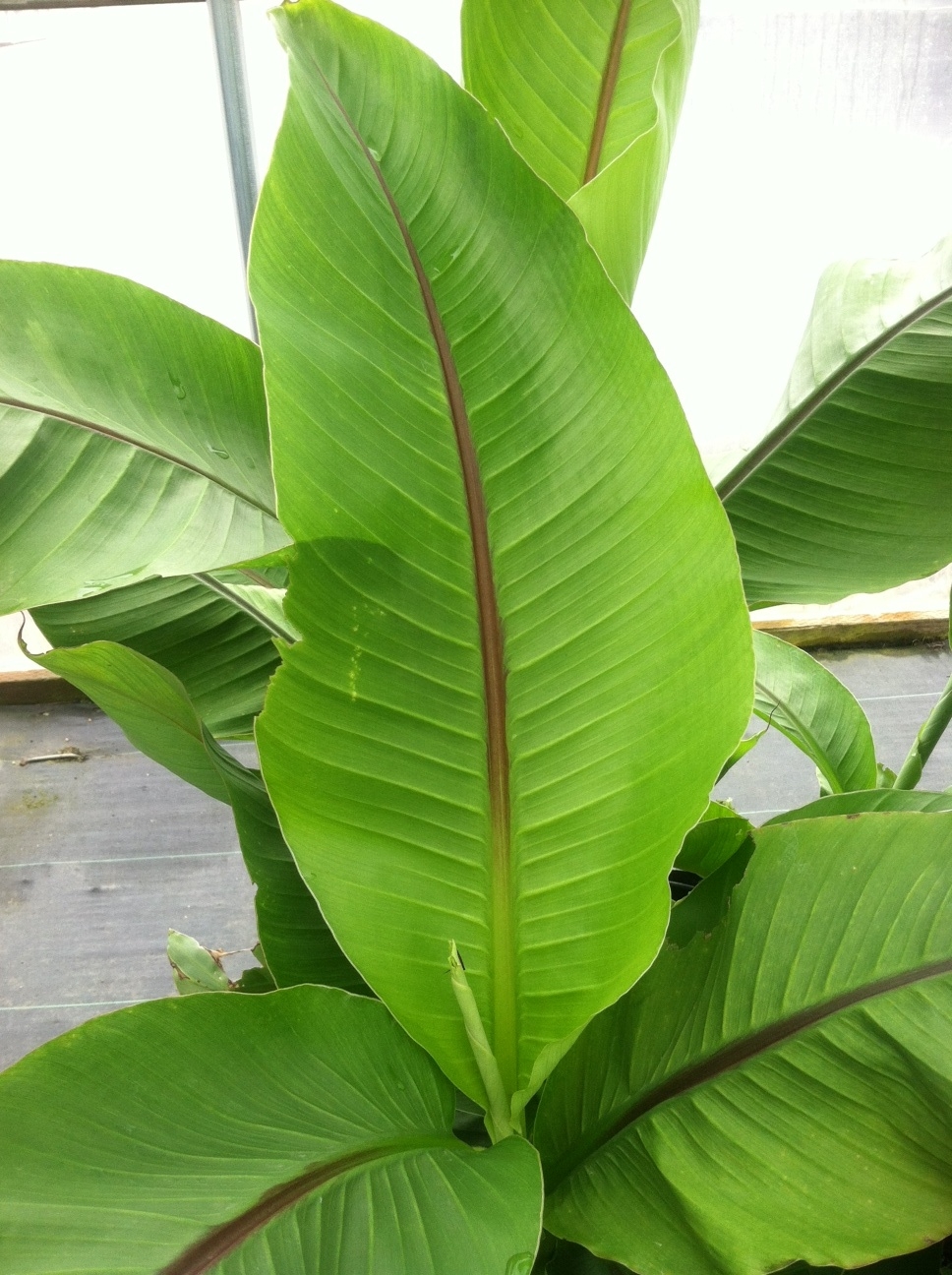 Banana leaf, close up