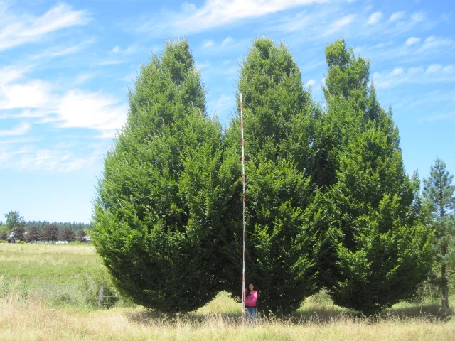 Carpinus bet . 'Fastigiata', specimen